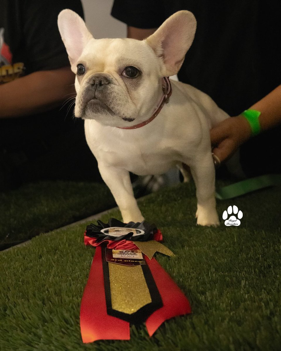 Wanted to post this on here my girl crema got 3rd for best puppy