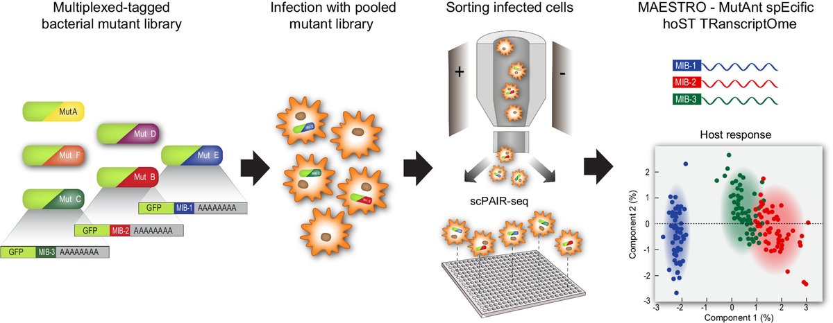 Our work is out <a href="/PNASNews/">PNASNews</a>. 

We introduce scPAIR-seq: a high-throughput method for paired host profiling with multiplex-tagged bacterial mutants to analyze host-pathogen at single cell resolution.

Congratulations to Ori Heyman and <a href="/noabossel/">Noa Bossel Ben-Moshe</a>  

pnas.org/doi/10.1073/pn…
