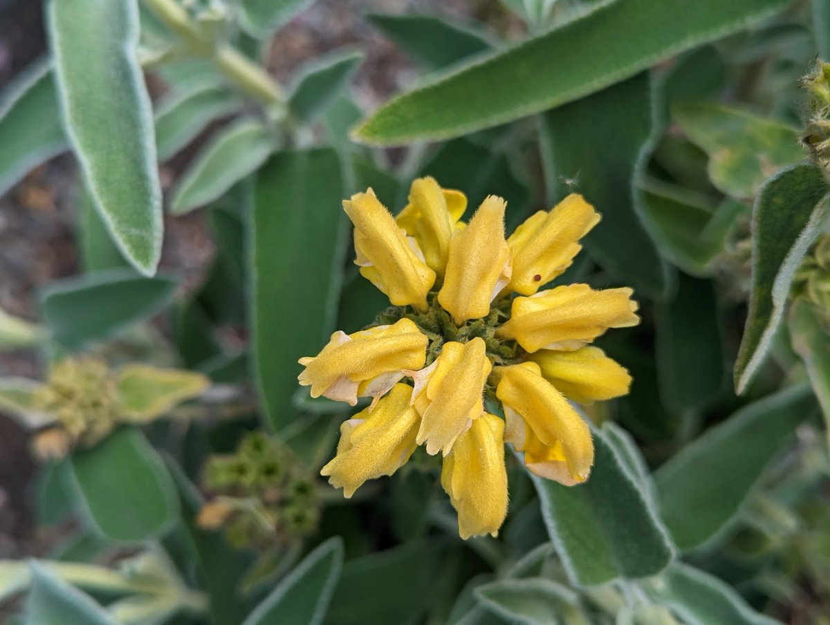 AlexisHarperCA's tweet photo. Phlomis fruticosa. I've never seen this plant before; it's so unusual! The flowers bloom out of the little cups. Saw it at a local nursery and had to take a photo. (Also @TheWitchersOne #bugbutts π€) https://t.co/koIT8KjLsQ