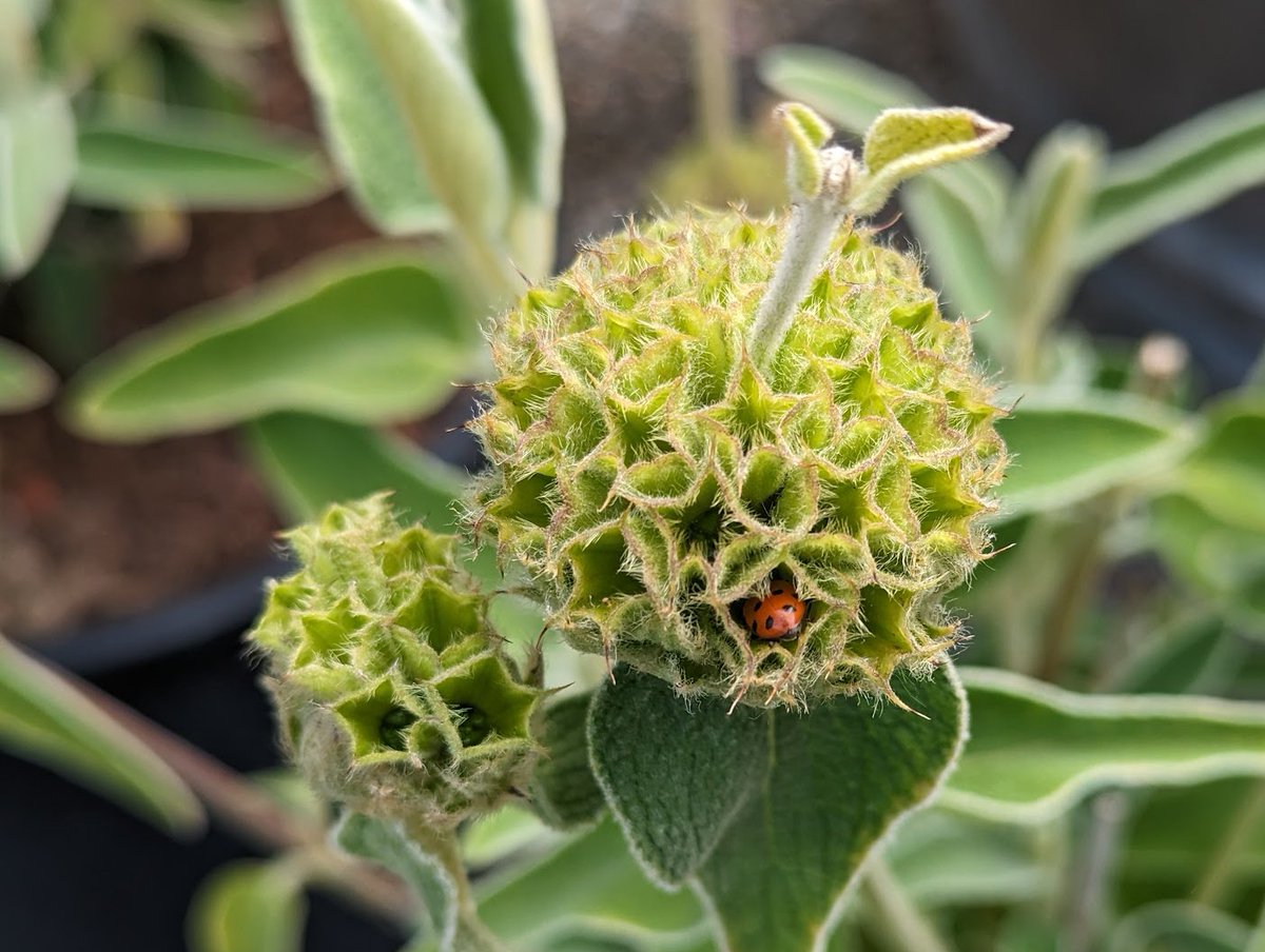 AlexisHarperCA's tweet photo. Phlomis fruticosa. I've never seen this plant before; it's so unusual! The flowers bloom out of the little cups. Saw it at a local nursery and had to take a photo. (Also @TheWitchersOne #bugbutts π€) https://t.co/koIT8KjLsQ