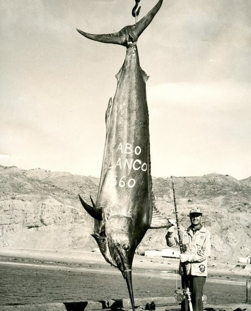 The capture of the largest black marlin in history remains a remarkable feat in the annals of sportfishing. On August 4, 1953, in the waters of Cabo Blanco, Peru, renowned angler Alfred Glassell Jr. achieved an extraordinary milestone by landing the colossal black marlin. The… https://t.co/1nxwudo6NM https://t.co/PKoME3HHj5