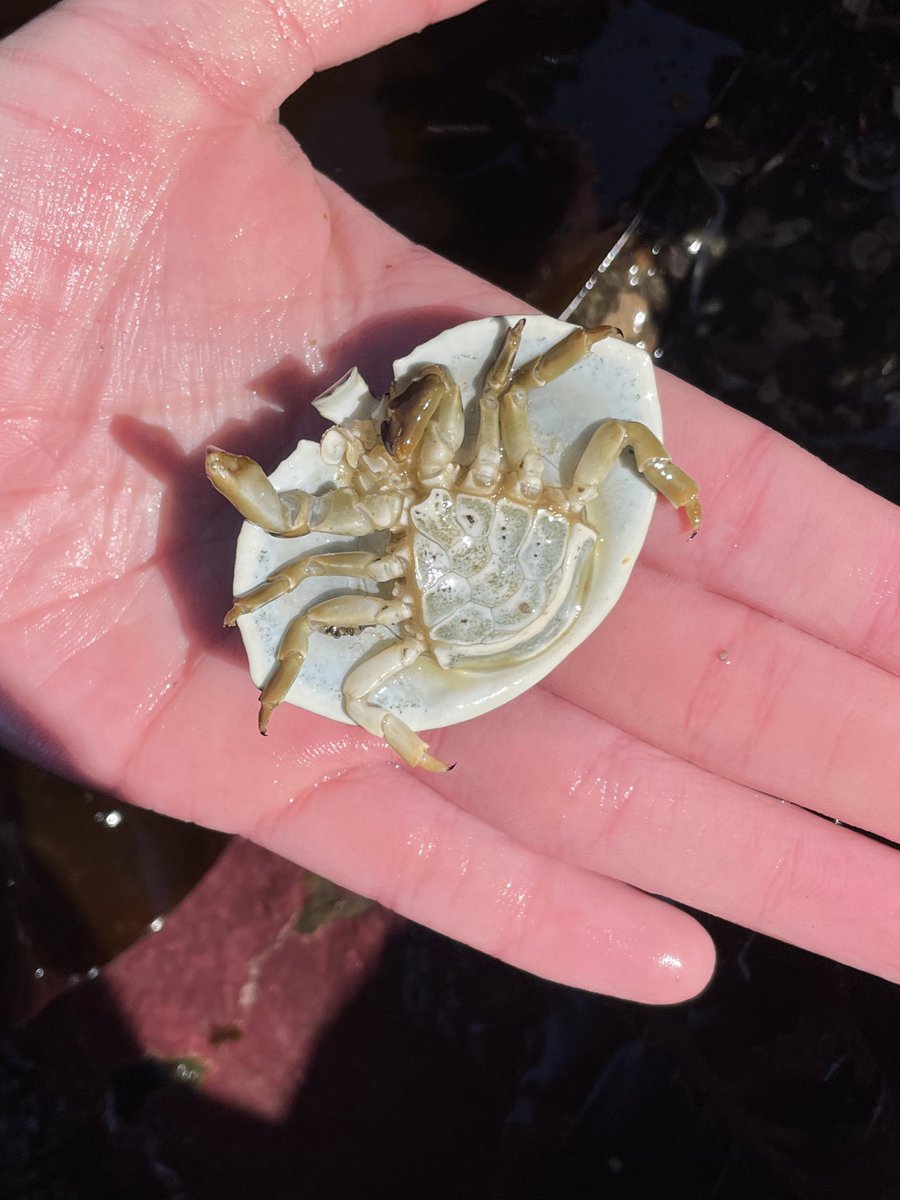 It's an Umbrella Crab! A crab with a broad carapace that acts as an umbrella over the crab legs and abdomen that you can see are very dainty and flat so that it can fold itself up securely underneath the carapace, which is nearly indistinguishable from a stone in this case.
