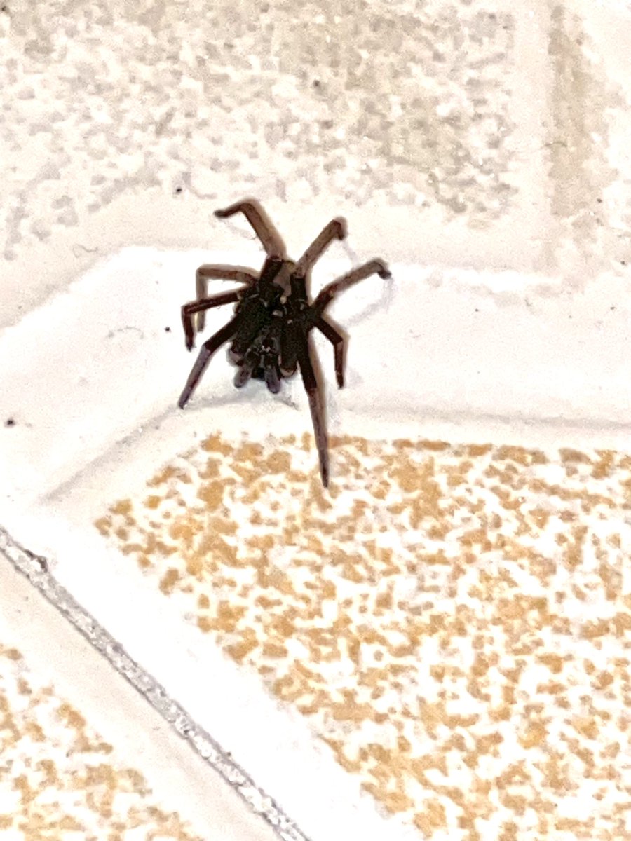 StiloHoms's tweet photo. @Arachno_Cosas está en mi baño, me recomiendas dejarla ahí? Estoy en Xalapa veracruz 🙏🏻
Gracias!!! https://t.co/IBFiobPisC