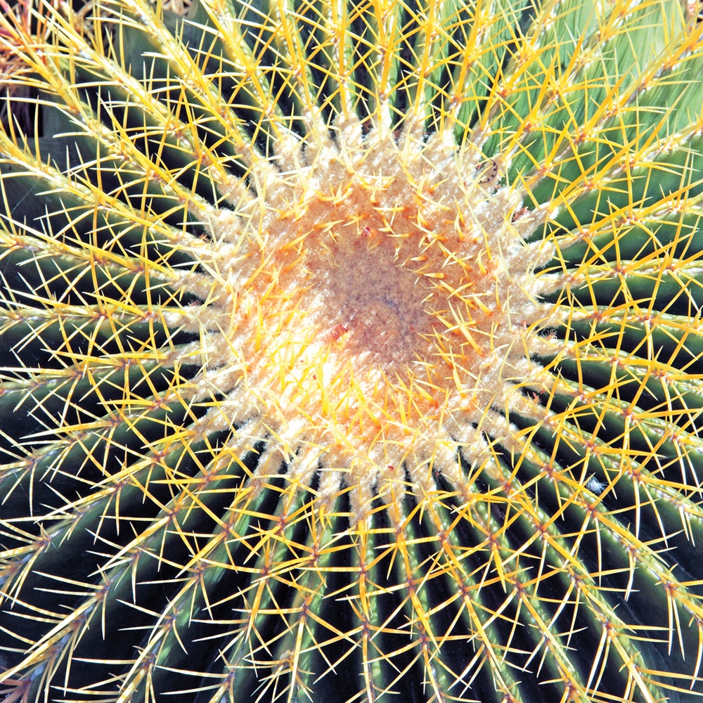 StudioELArt's tweet photo. Succulents and cacti must be happy with this summer heat! These works by artist Ken Bremer would make for a vibrant trio hung down a hallway or as part of a themed gallery wall.

Find more summer art for your projects at https://t.co/biu4gIz9v5. https://t.co/w26RfQewbf