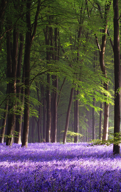 Deadlinedd's tweet photo. Bluebelle Spring, Micheldever Wood, Hampshire, England #BluebelleSpring #MicheldeverWood #Hampshire #England https://t.co/u0znOePflP https://t.co/Q6IZWI4OWC