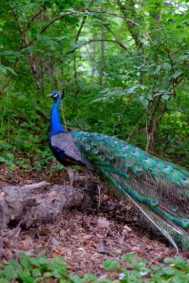 Michael Archambault tweet media