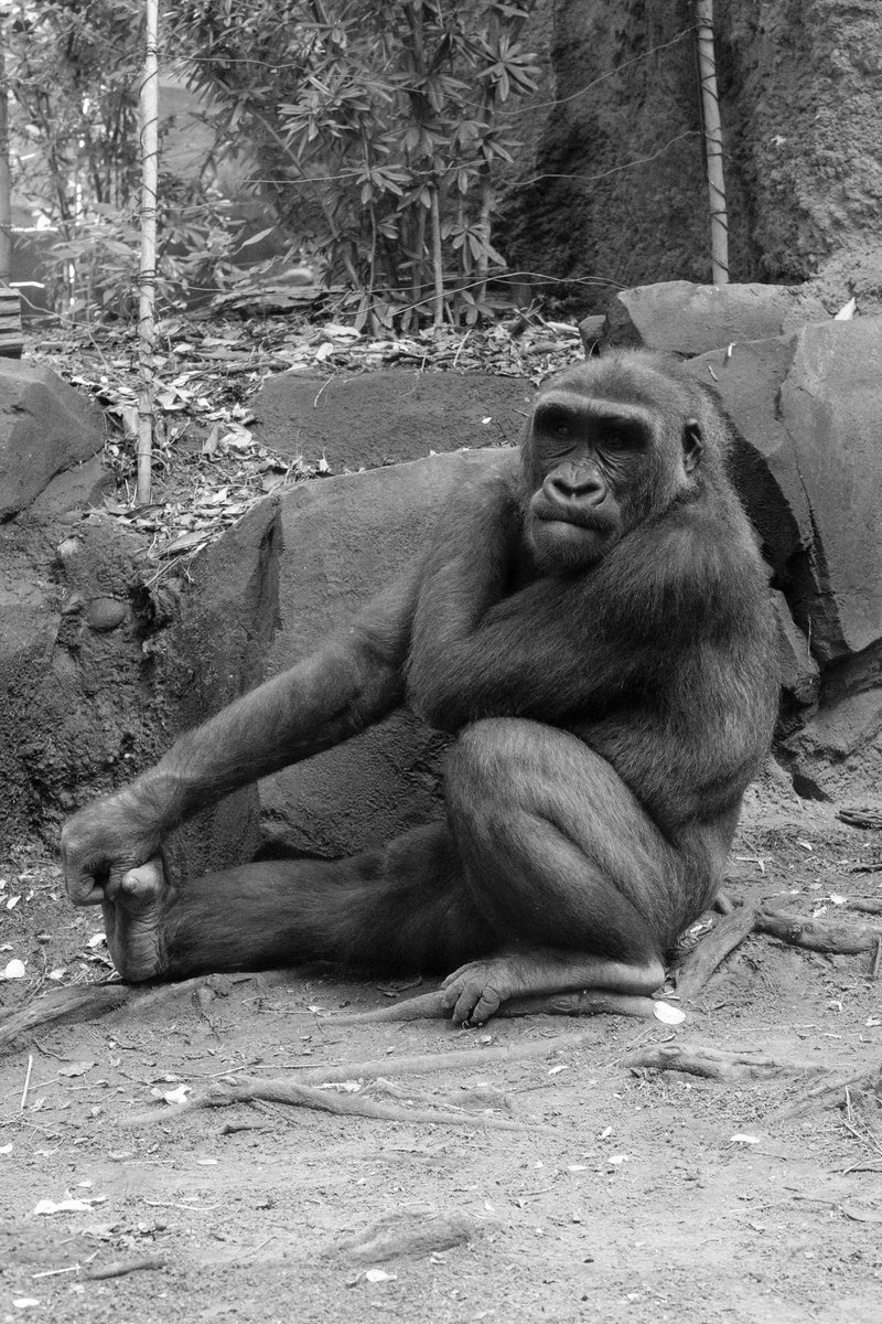 Michael Archambault tweet media