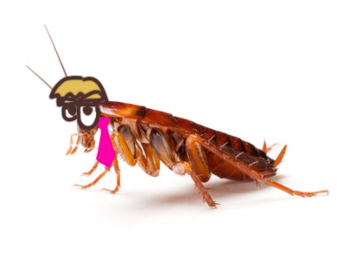 CockroachSan's tweet image. //just got informed I was following a proshipper and dang I had no idea
Guess I shouldve said it sooner but no proshitters allowed on this page!! Thank you