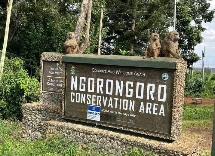 Its hard to say bye bye to tourists  even for wild animals 
#ngorongorocrater
