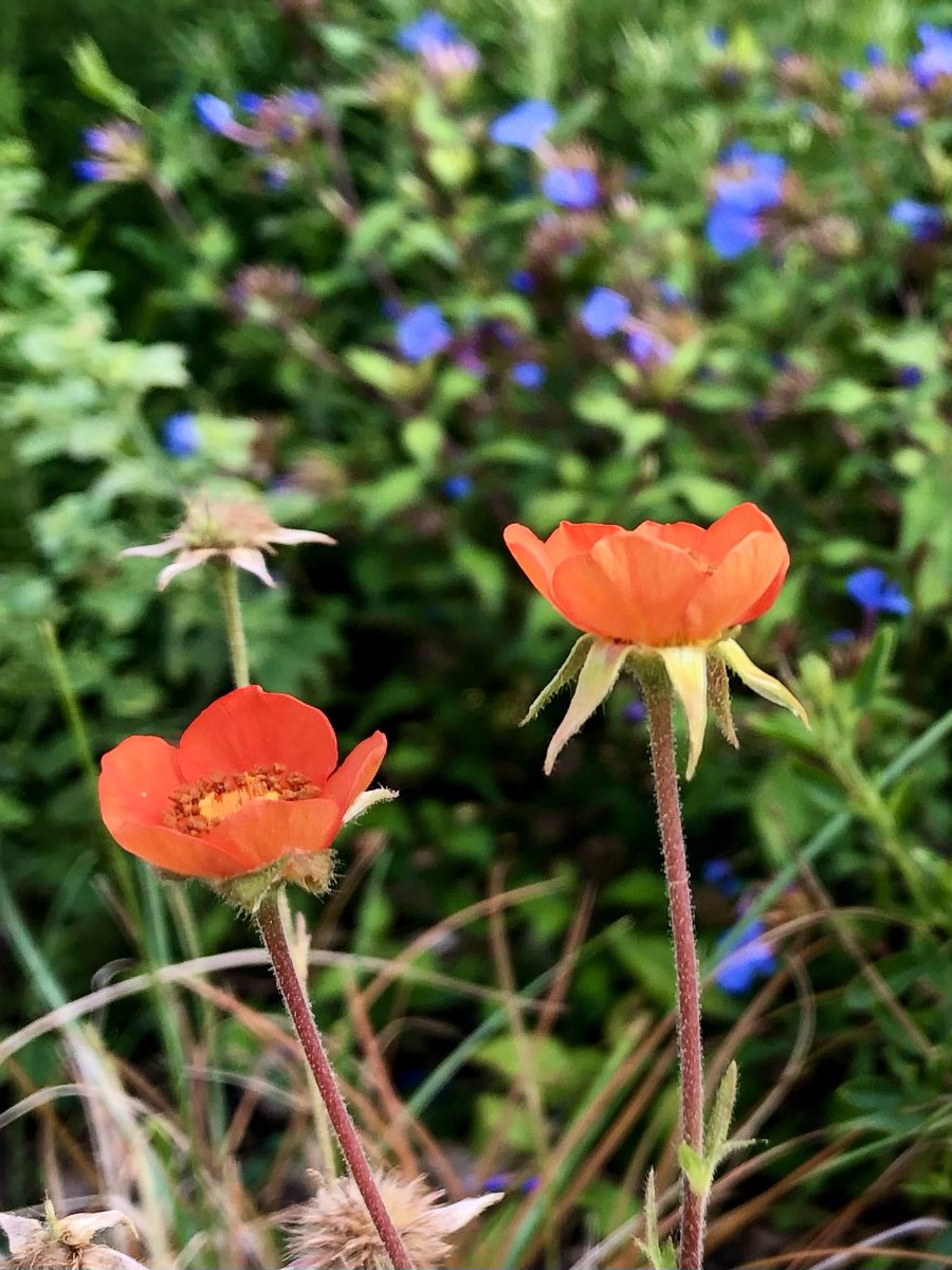 PennAllenwrites's tweet photo. I think I might be having a late life crisis! Am developing a fondness for strong colours that I never used to have - and isn’t it fun. #mygarden #GardeningTwitter #geumkoi #ceratostigma #swfrance #hotcolours #TheLostGardenOfLoughrigg https://t.co/lwag5Zf35W