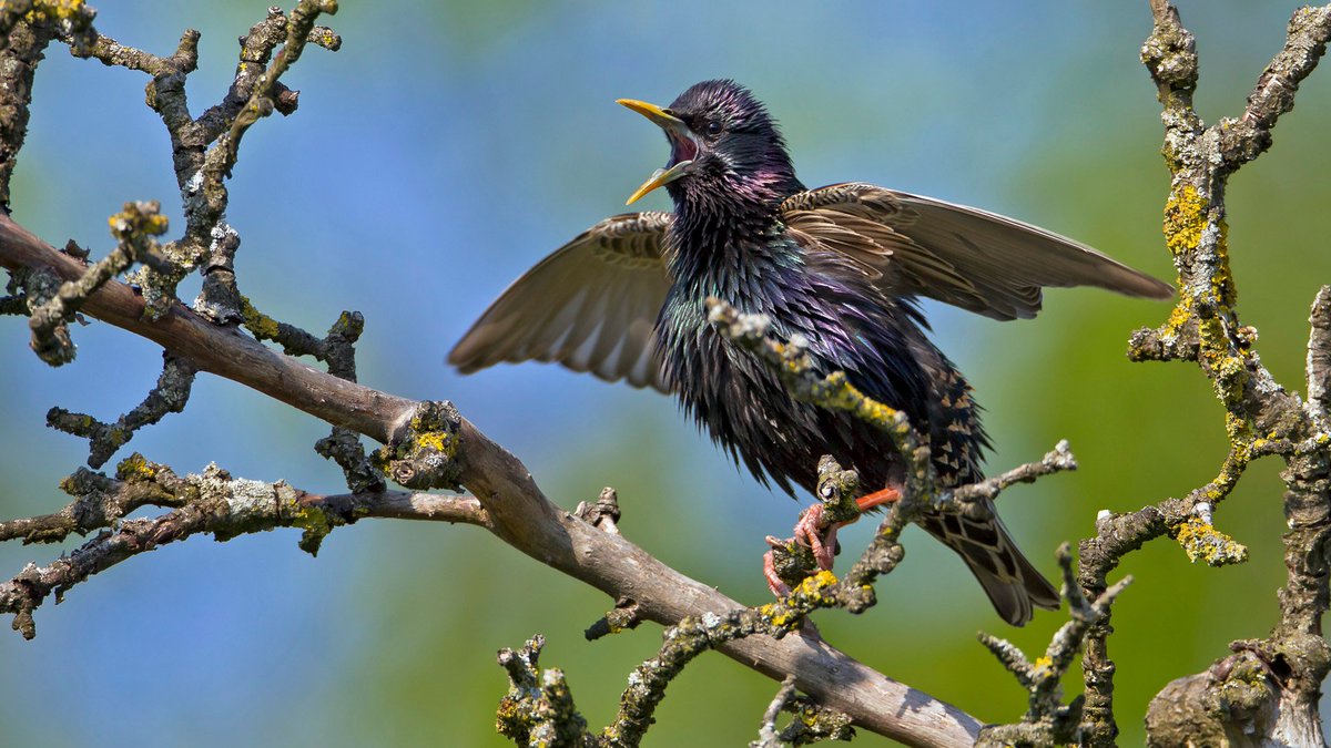 BirdLifeLU's tweet image. Der bisherige #Präsident Peter Knaus von @BirdLifeLU wird im März 2024 nach 10 Jahren im Amt zurücktreten. Daher suchen wir eine oder zwei initiative und engagierte Persönlichkeiten für das #Präsidium/Co-Präsidium. birdlife-luzern.ch/wordpress/wp-c… Foto: Marcel Burkhardt
