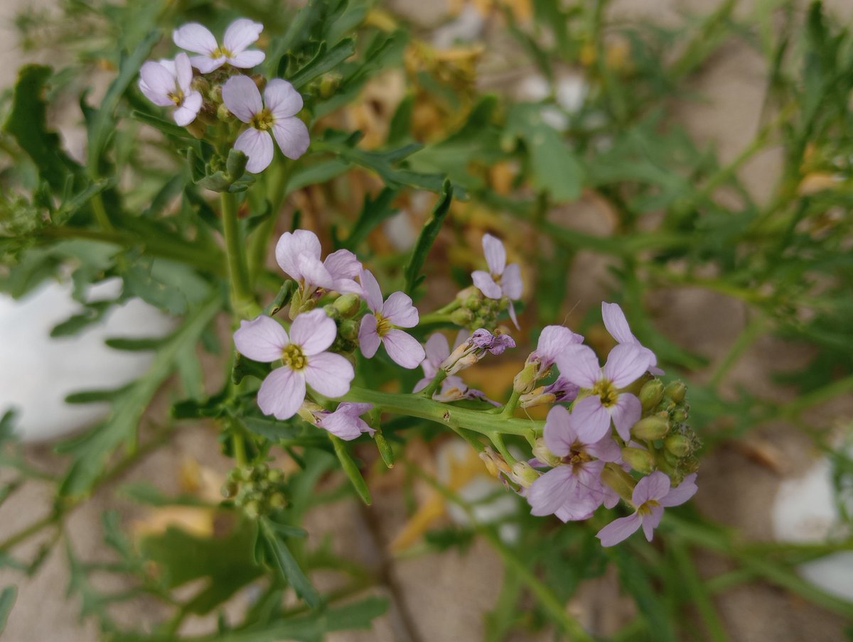 PurbeckWild's tweet photo. Most #shoreplants have to be hardy, hence their tough and leathery appearance. Not so #SeaRocket, which would look happy in a posy, though maybe not a salad. It is bitter and, of course, may be found close to sewage outlets.
#wildflowerhour #foraging #twitternaturecommunity https://t.co/f5zBfWsk6p
