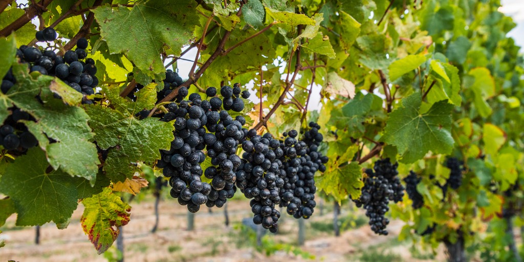 Data for New Zealand's 2023 vintage is now available, reflecting a vintage that will help New Zealand's wine industry meet increasing international demand, and ensuring that consumers can look forward to some exceptional 2023 New Zealand wines. More here: bit.ly/45ZH0bi