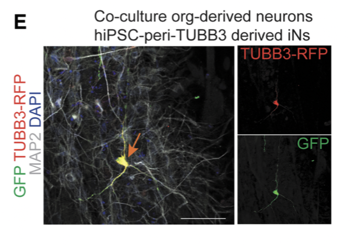Cellular Reprogramming tweet media