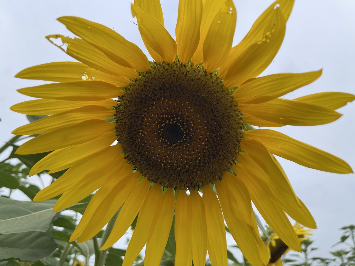 Chikage Windler tweet media