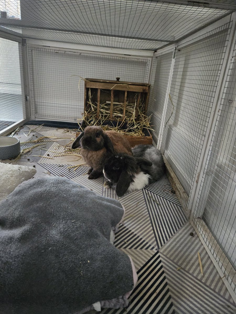 Not had the rabbits on the timeline for a while, so here they are running up my electricity bill by having the heater on for them 🥞🍁