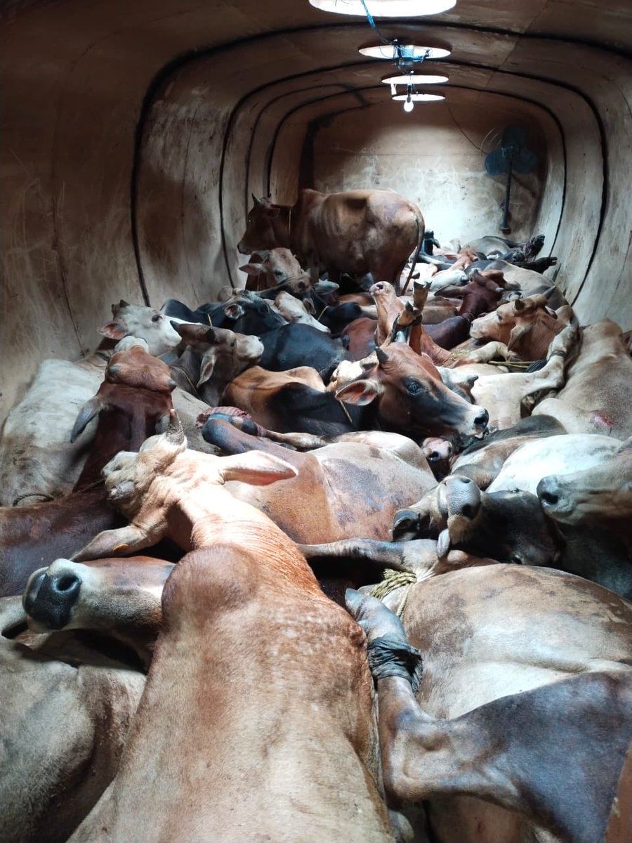 Cattle smuggled in oil tanker: #Assam police arrest Guljar Hussain & Aijul Ali for ferrying 36 cattle heads in a suffocating oil tanker from #Dhemaji to #Byrnihat, #Meghalaya without any valid documents; 11 of these bovines had died when vehicle was seized at #Sonapur, #Assam