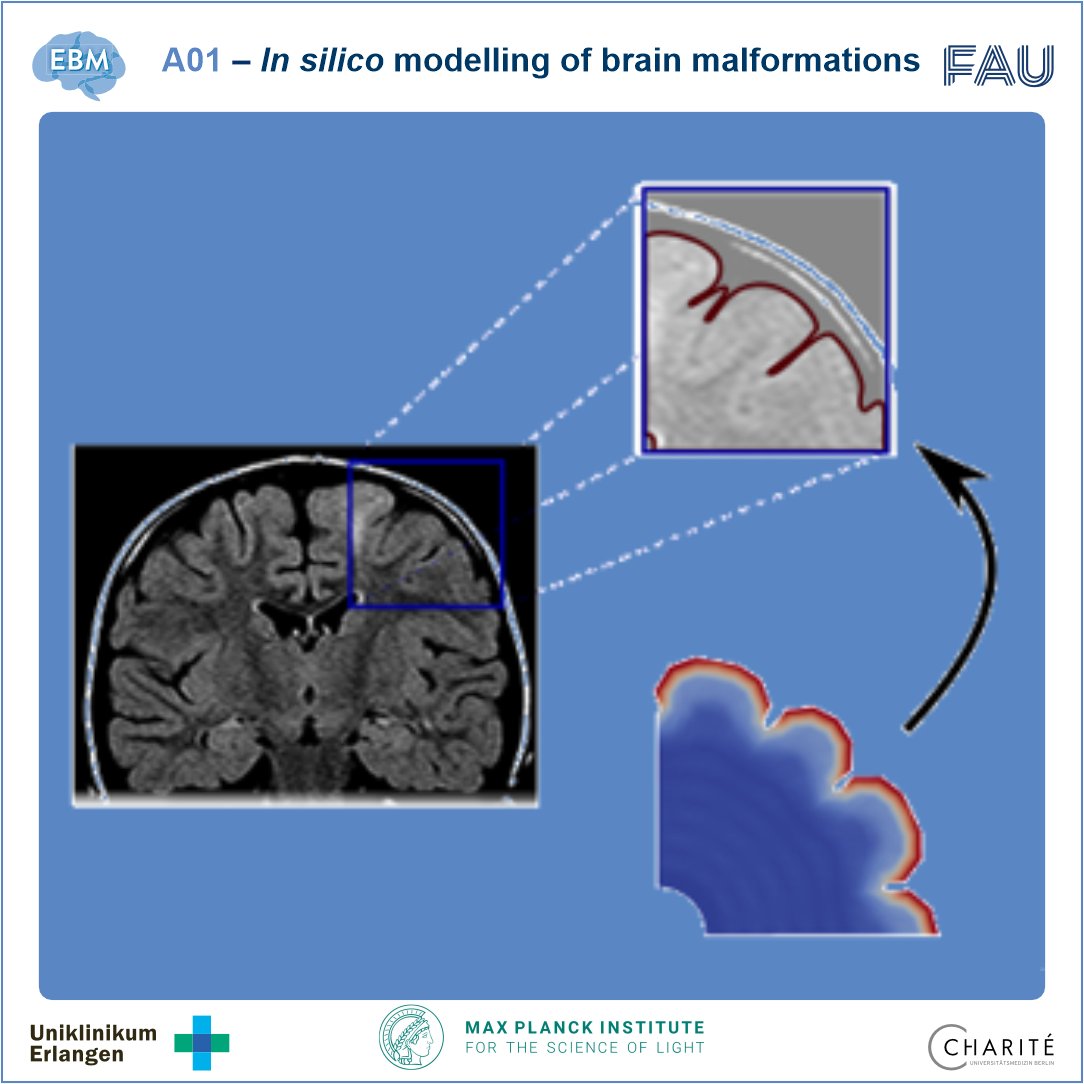 ExploringBrainMechanics tweet media