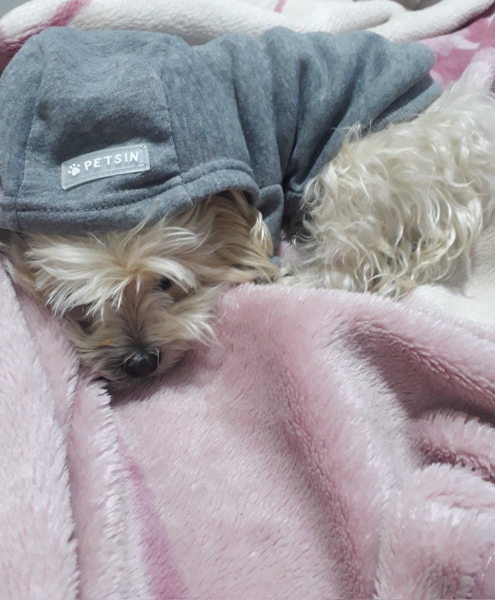 Monica_Alf's tweet photo. Bom diaaa gentii..
Hoje a Shanty não quer sair da cama!
#bdsp https://t.co/0D2UxKkS8q