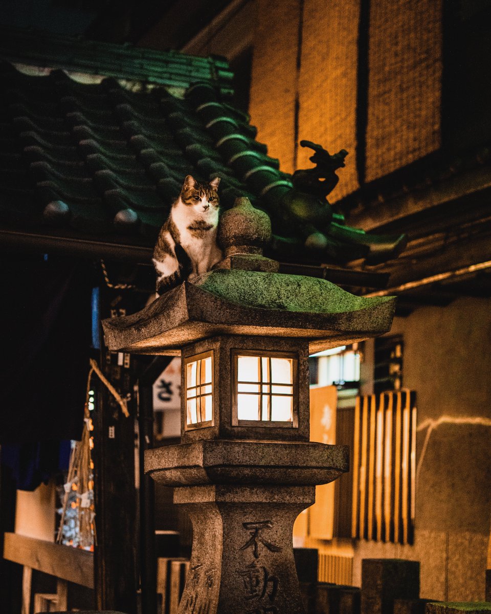 お寺で狛犬のふりしてた猫。