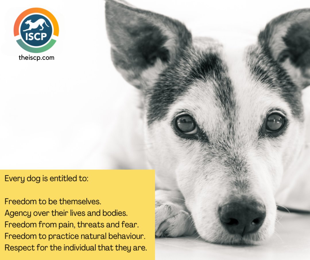 **** RT if You Agree ****

Every dog is entitled to these basics!

#dogbehaviourtraining #onlinedogcourses #distancelearning #dogtraining #ethicaldogtraining #dogbehaviour #rescuedog #dogrescue