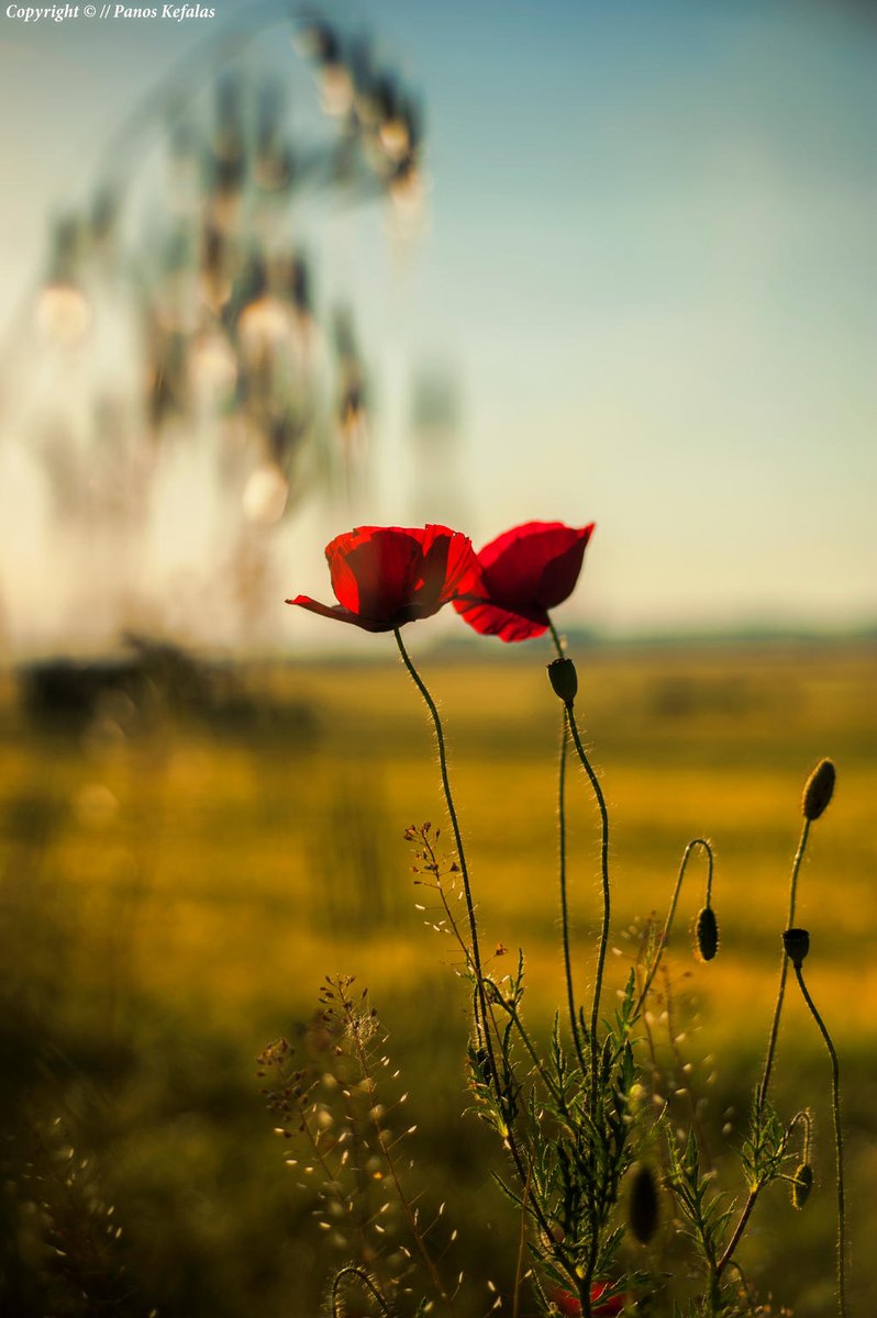 _monica_as's tweet photo. “Love is the poetry of the senses.”
 
 ~ Honoré de Balzac

 I hope your heart brims with joy 
 throughout this lovely day . . .
 
 If you want to truly understand & 
 know poetry, then fall head over 
 heels in love.♡

 © Panos Kefalas / DeviantArt