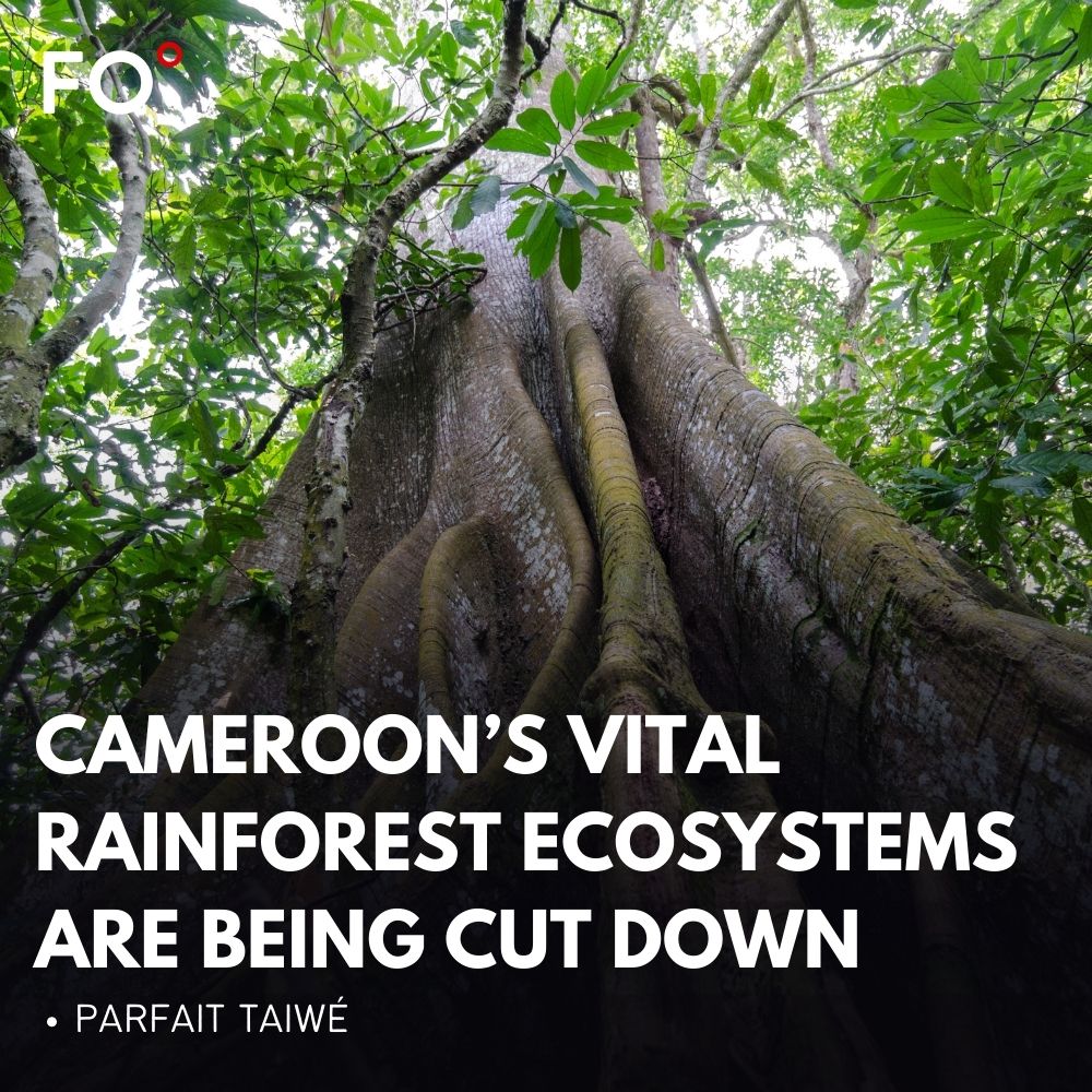 myfairobserver's tweet photo. Cameroon's timber resources at risk. Combat illegal logging, prioritize protection. Vital for ecosystems and agriculture. 

By: @ParfaitTaiwe1

Read more: https://t.co/fc0Iwl8DKx

#Cameroon #Population #Timber #Timbercutting #Unemployment #Agriculture #CampoMaanNationalPark #GDP https://t.co/Klw5epb5J5