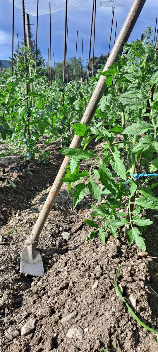 BruixaAvaria110's tweet image. Avui he enganxat el glifosat #ecològic de bon matí i dono fe de que mata. Però mata l&apos;operària. #hort #elmeuhortothopot