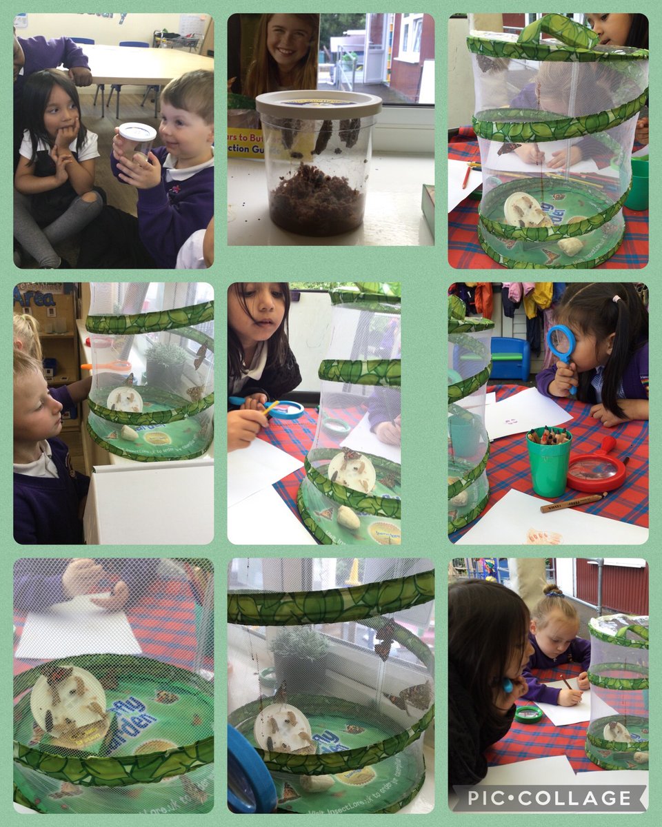 EyfsPrimary's tweet photo. More mini beast madness! 🦋🐜🐌🐛🕷🐞 #minibeasts #explore #reception #rps https://t.co/2xoZWwHjll
