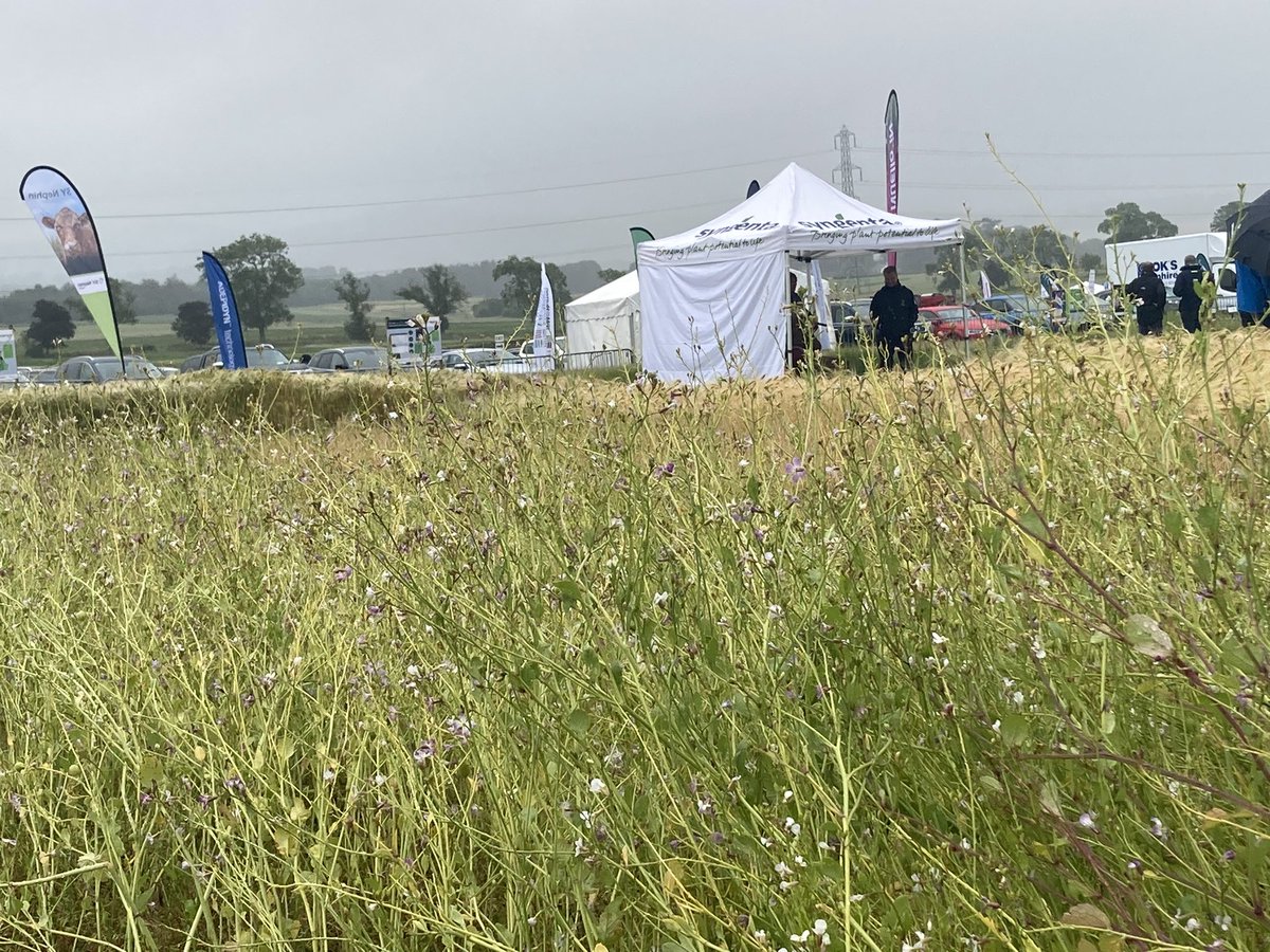 Charles Bestwick (@bestwickc) on Twitter photo The importance of optimising #covercrops traits for tackling climatic stress being showcased and investigated by <a href="/SoilsHutton/">Soils@Hutton</a> as part of <a href="/SGRESAS/">RESAS</a> funded strategic programme <a href="/ArableScotland/">Arable Scotland</a> <a href="/SEFARIscot/">SEFARI Gateway</a> #leadingideas The importance of optimising #covercrops traits for tackling climatic stress being showcased and investigated by <a href="/SoilsHutton/">Soils@Hutton</a> as part of <a href="/SGRESAS/">RESAS</a> funded strategic programme <a href="/ArableScotland/">Arable Scotland</a> <a href="/SEFARIscot/">SEFARI Gateway</a> #leadingideas