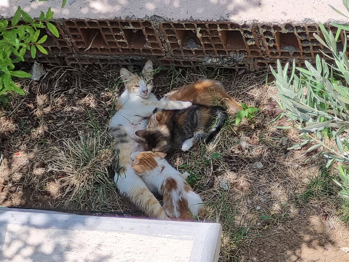 Nasıldı, nasıl oldu...

#satınalmasahiplen 
#SokakHayvanlarıSahipsizDeğil 
#birkapsubirkapmama
#sevsenneolur 

#antalya #lara #guzeloba 

Var mı bir can'a evini açacak güzel insanlar?