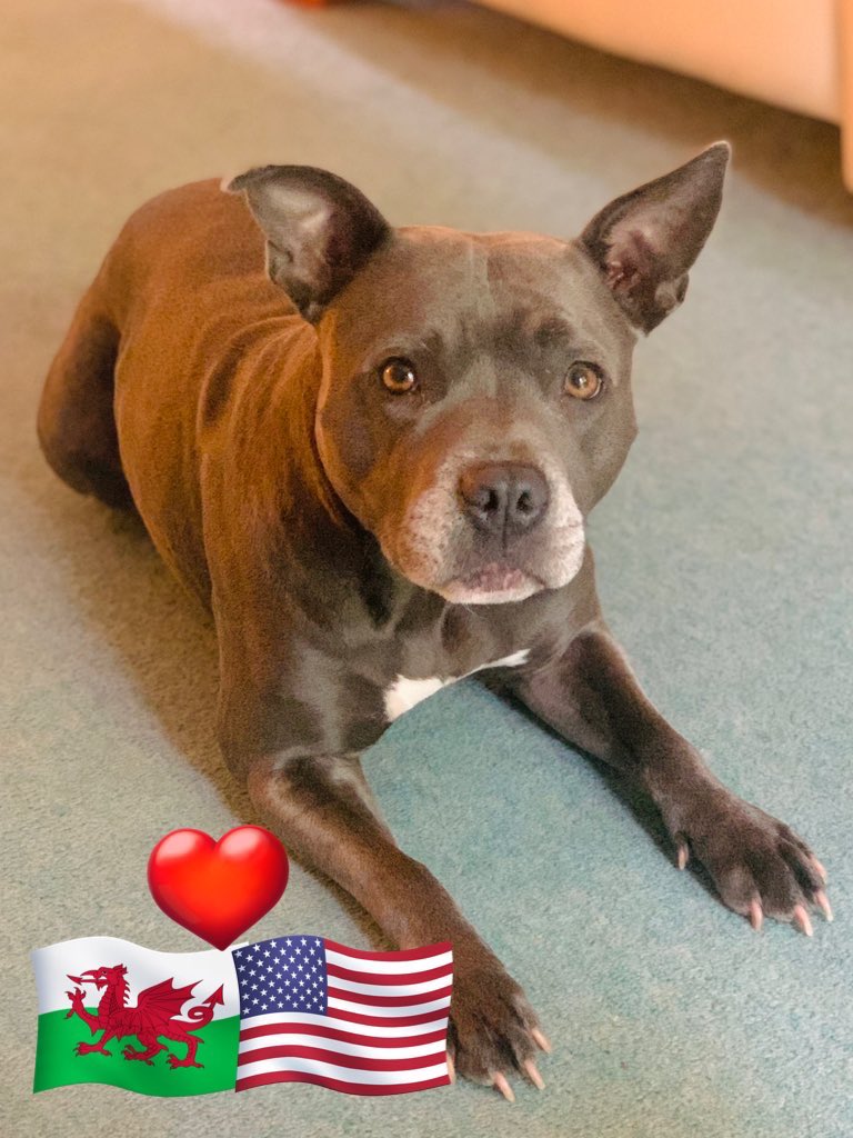 IsaMary2021's tweet photo. We’ve been taking a little break from tweeting, but there is NO WAY we would miss saying Happy #4thofJuly to our American Friends and Family.  We love you all and will be back very soon 🇺🇸 🏴󠁧󠁢󠁷󠁬󠁳󠁿 ❤️❤️❤️ #IsaMary #TwitterFamily #DogTwitter https://t.co/rvXodq82BH