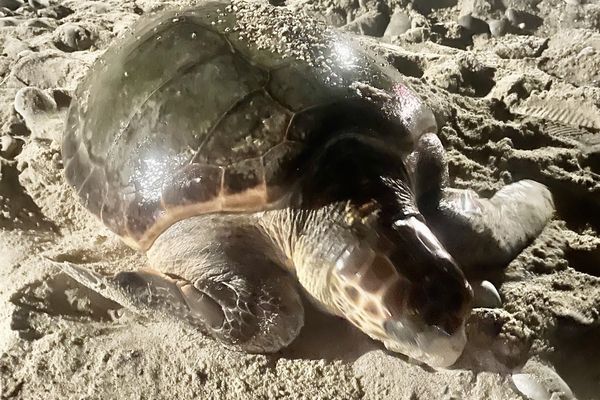 'Elle l'a fait ! La tortue Caouanne observée dans la nuit de dimanche à lundi sur une plage des Alpes-Maritimes, a bien pondu.' 👉 @F3cotedazur - france3-regions.francetvinfo.fr/provence-alpes…

#AlpesMaritimes #TortueCaouanne #VilleneuveLoubet #Nature06 - #Nice06