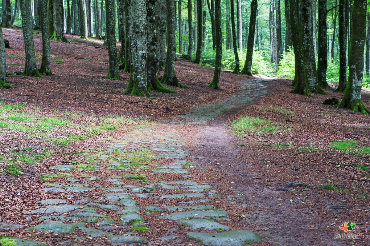 sakana_eus's tweet photo. Oraindik ez duzu ezagutzen "#GR323 #Bernoa"?
🌳🚶♂️#Ibilbide honek Bernoako Erdi Aroko galtzadari balioa ematen dio. XIX.mendera arte erabilia. Mandazainek lehengaiak barnealdetik kostaldera garraiatzeko.
📜 #Sakana-ko historian zehar ibilaldi bat.
ℹ https://t.co/GqpGizVL4z https://t.co/7K9eplrPon