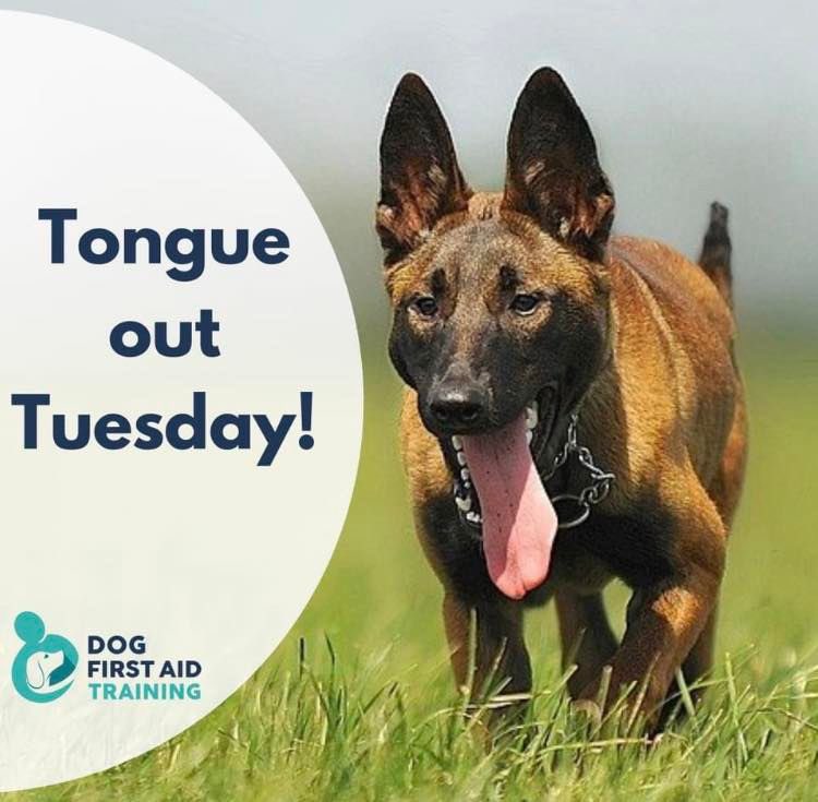 Share your Tongue Out Tuesday pics in the comments below!

#TongueOutTuesday #DogFirstAid #Oxfordshire #Berkshire #Buckinghamshire #Midlands