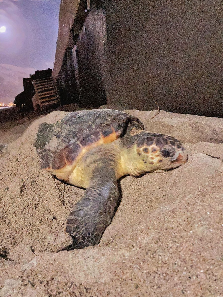 Elle l'a fait ! Pour la première fois une tortue Caouanne pond ses œufs sur une plage des Alpes-Maritimes

france3-regions.francetvinfo.fr/provence-alpes…