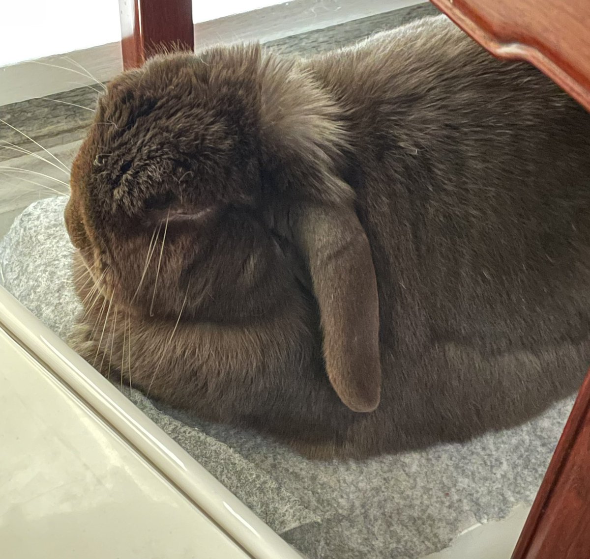 drmakerbaker's tweet image. The Wellbeing Champion in my office. Not the most efficient as he sleeps a lot. But very effective when he does his job. 

#RabbitTwitter #HomeOffice