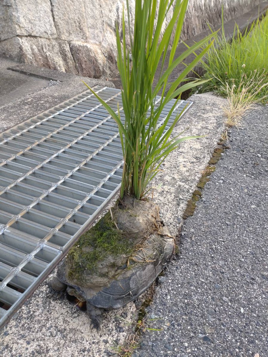 tsuyotr26's tweet photo. さんぽで遭遇したカメ。なぜ甲羅にイネ生えてる？？ https://t.co/2LithKQxae