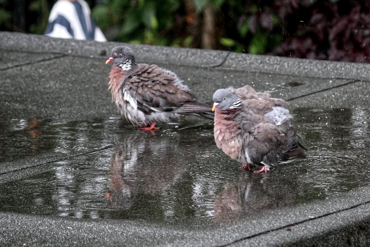 A pair of wood pigeons enjoying a wash in the rain this morning on the neighbours roof, Southampton @AlexisGreenTV @samwessexgirl @hollyJGreen @PhilippaDrewITV @AmandaHouston @WeatherAisling @ChrisPage90 @HelenPlint @BBCSouthWeather @itvweather @BBCSpringwatch