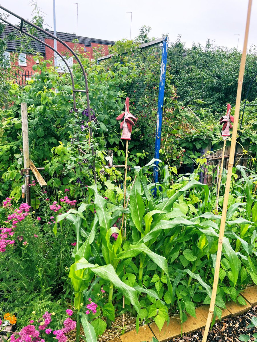 The sweetcorn is coming along great beside the beans 🫘 🌽 #gyo