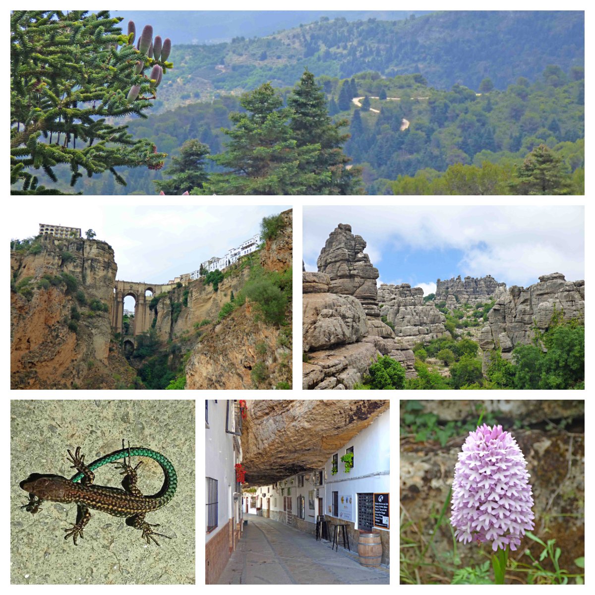 IdunaTours's tweet photo. Hoy en nuestro blog un #viaje a través de algunos #parajesnaturales de las provincias de #Cádiz, #Málaga y #Granada, con varias sorpresas. Entre ellos el P.N de Grazalema, Ronda, P.N de la Sierra de las Nieves, Torcal de Antequera o la laguna de Padul.
https://t.co/g8CunevT75 https://t.co/dezbkbqlIO
