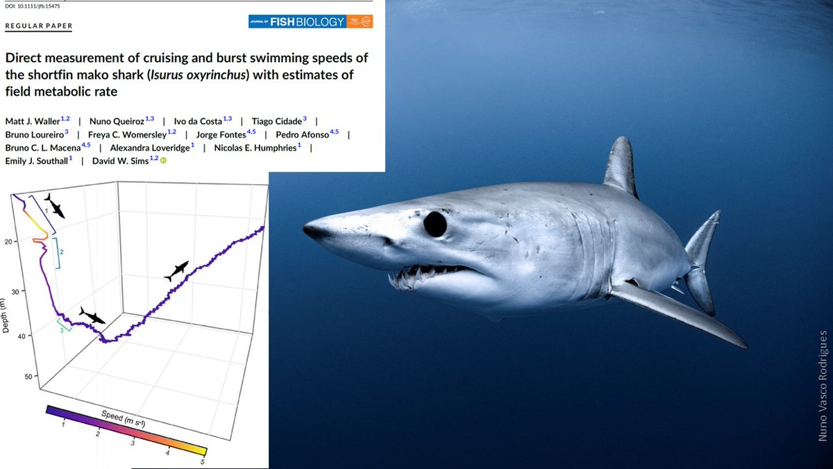New OA paper - Ever wanted to know how fast shortfin mako #sharks actually swim? We're beginning to find out w/ new bio-logging tags and it's surprising - great work by @MarBioMatt @thembauk @MoveCIBIO @OkeanosUac @OceanEarthUoS @nunoqueiroz29 doi.org/10.1111/jfb.15…