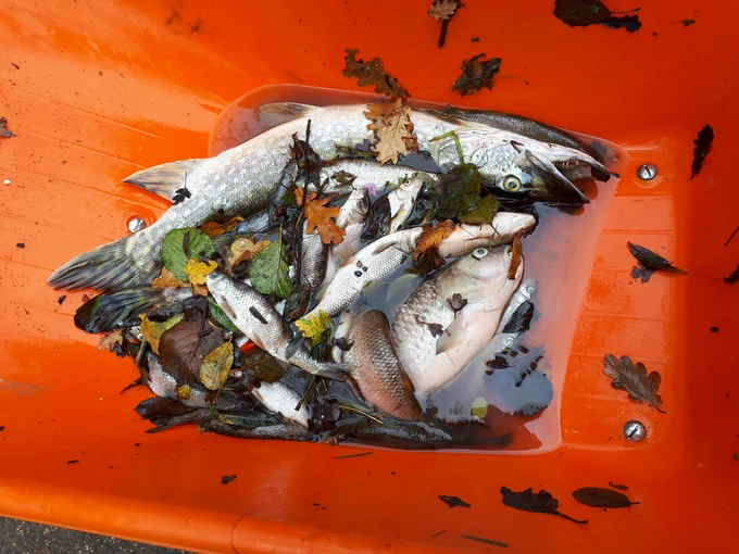 Fish killed in a pollution incident at Gatwick Airport. 