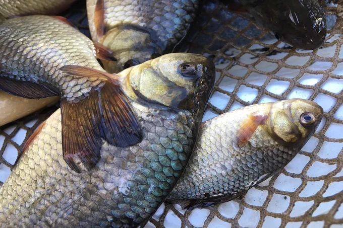 Fish killed in a pollution incident at Gatwick Airport. 