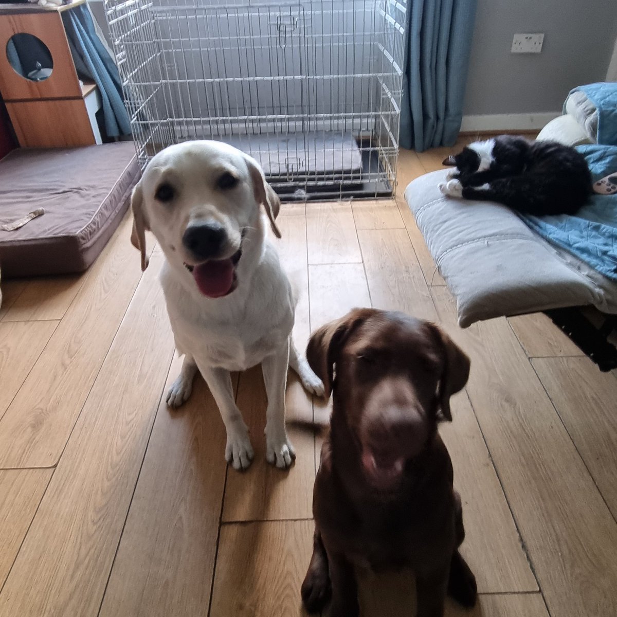 SineadDohertys's tweet photo. @Phil_Sledge Lol pupper doesn't stay still for long enough... https://t.co/4FYjdbKrny
