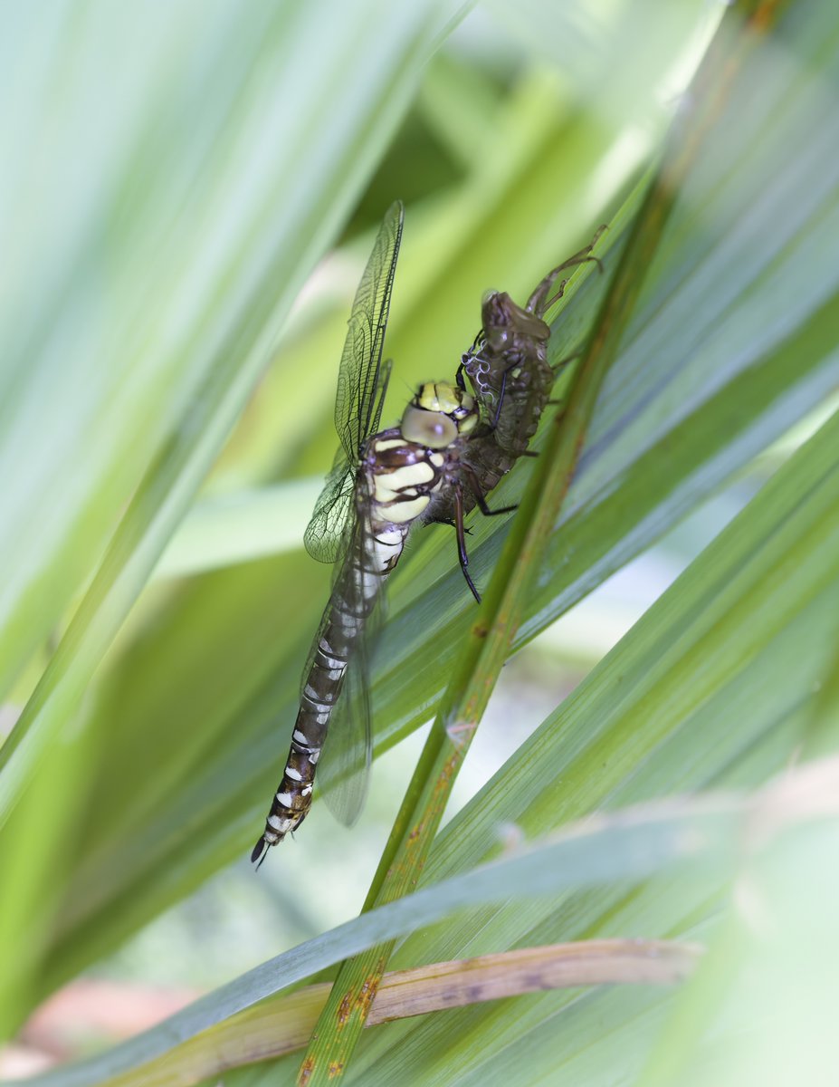 Recently emerged Migrant hawker ( I think) still clinging to Exuviae in my pond. <a href="/BDSdragonflies/">British Dragonfly Society</a> <a href="/Natures_Voice/">RSPB</a> <a href="/Nottswildlife/">Nottinghamshire Wildlife Trust</a> <a href="/NatureUK/">NatureUK</a>