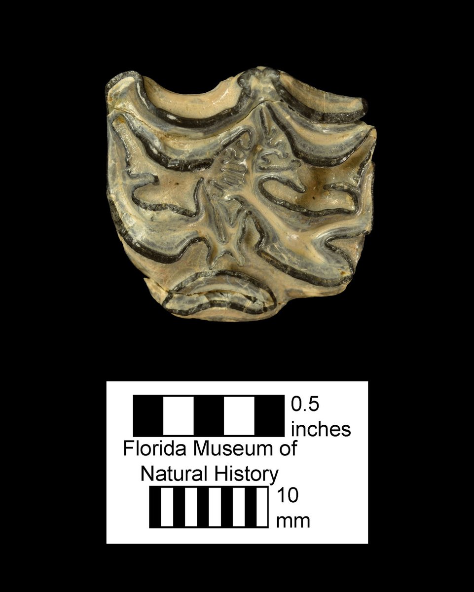 FloridaMuseum's tweet photo. Exploring Museum Collections 🐎 Happy #Toothday
This moderate-sized hipparionine horse ranged from central Mexico to Nebraska and east to central Florida.
Species: Neohipparion eurystyle
Specimens: # UF/TRO 1085, 1367, 1178
More + map of fossil localities: https://t.co/Cp8EVVeFaU https://t.co/GGioigO4n3