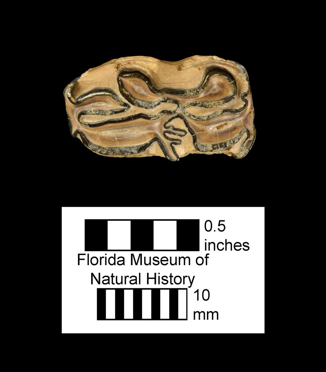 FloridaMuseum's tweet photo. Exploring Museum Collections 🐎 Happy #Toothday
This moderate-sized hipparionine horse ranged from central Mexico to Nebraska and east to central Florida.
Species: Neohipparion eurystyle
Specimens: # UF/TRO 1085, 1367, 1178
More + map of fossil localities: https://t.co/Cp8EVVeFaU https://t.co/GGioigO4n3