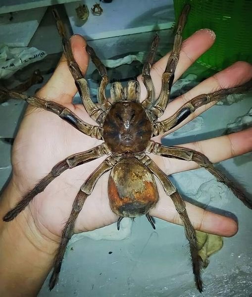 Isis 🪽 tweet media