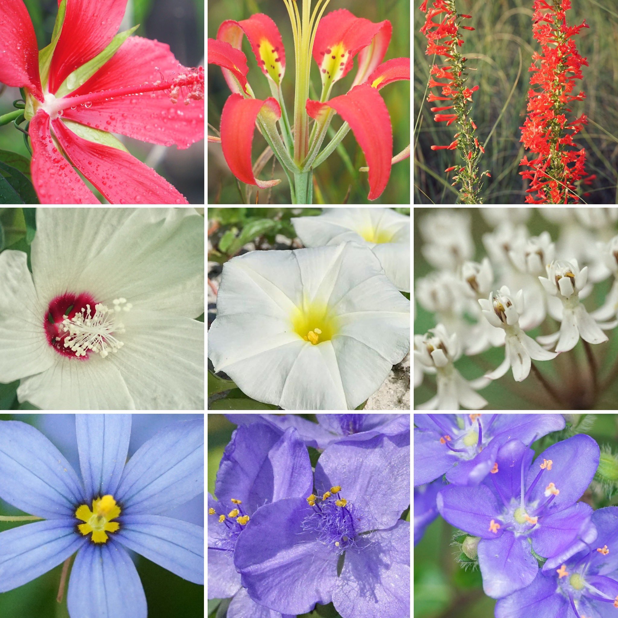 Florida's Native Wildflowers  Florida Wildflower Foundation